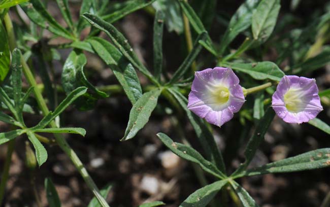 Ipomoea costellata, Crestrib Morning-glory, Southwest Desert Flora